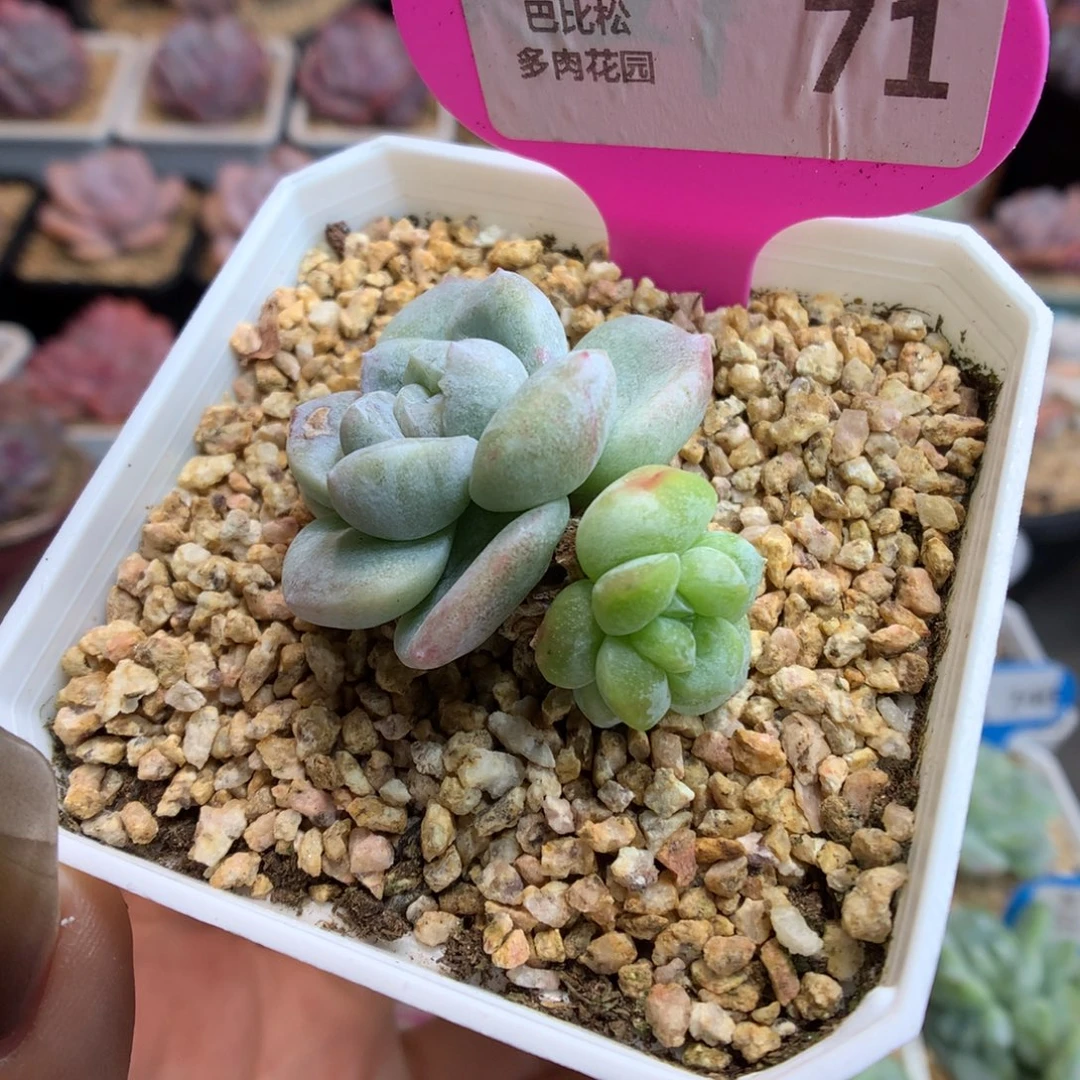 71双头异色冰玉石化多肉