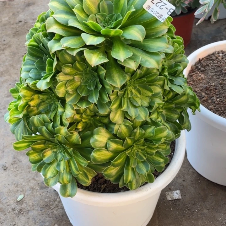 227琉璃多肉12345578386768