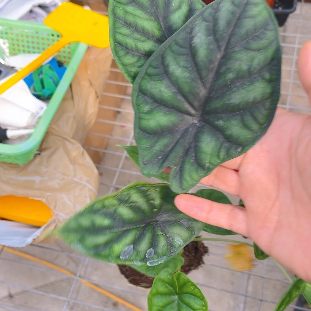 完全开放龙鳞海芋福利