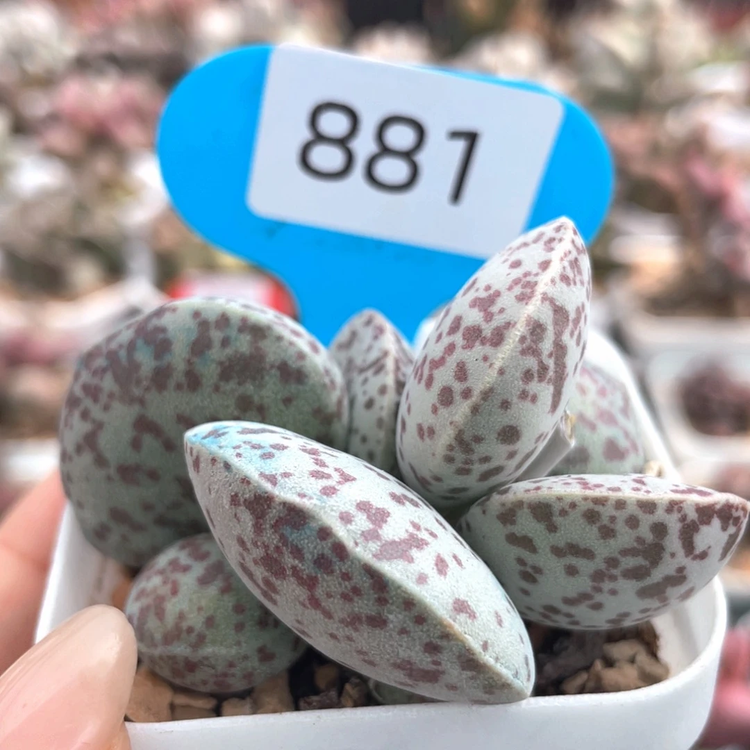 881。    花蛋。