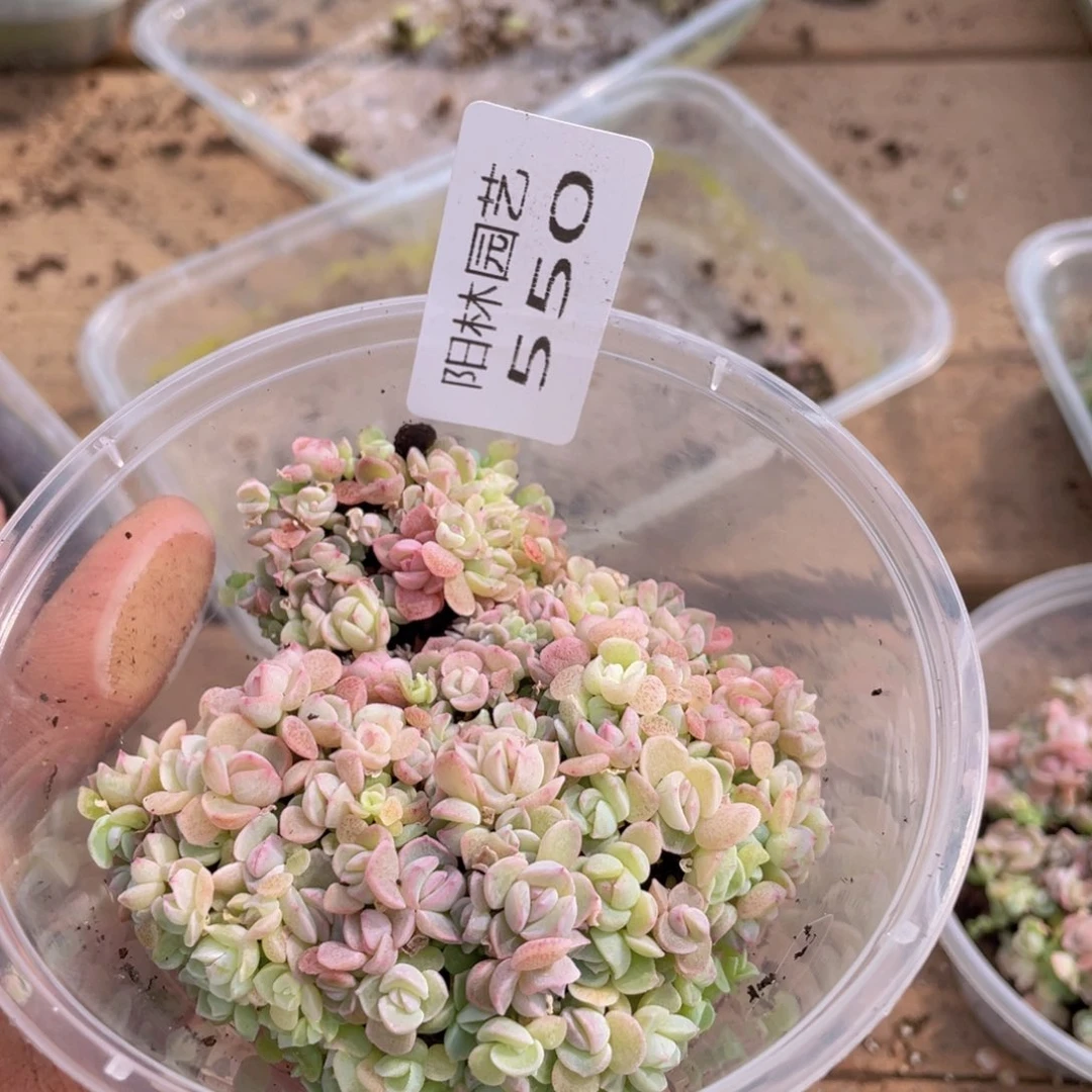 多肉植物多肉植物550