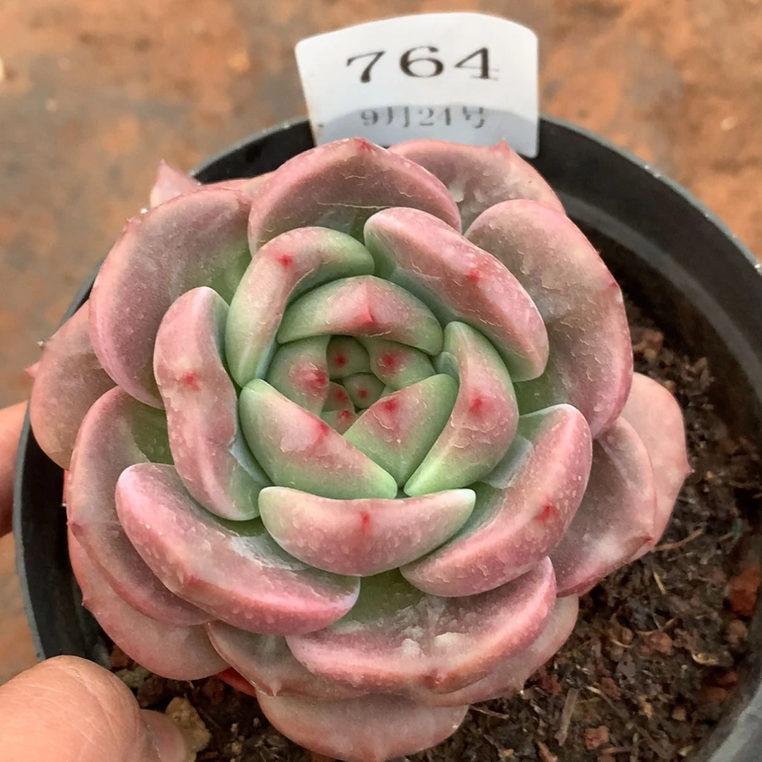 【闪购商品】云764号Q橙8厘米