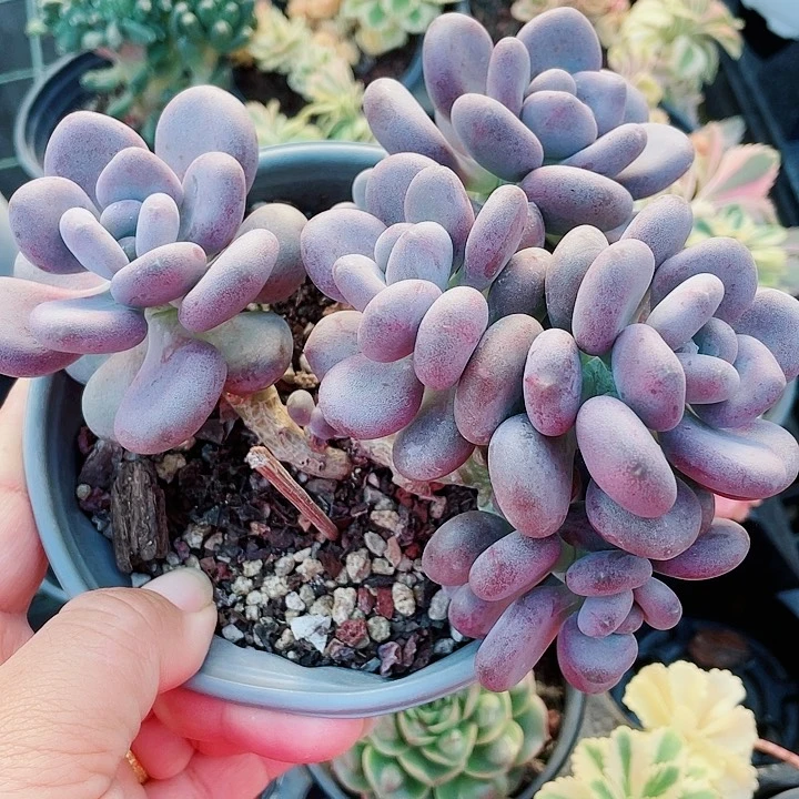 月美人999999999999999