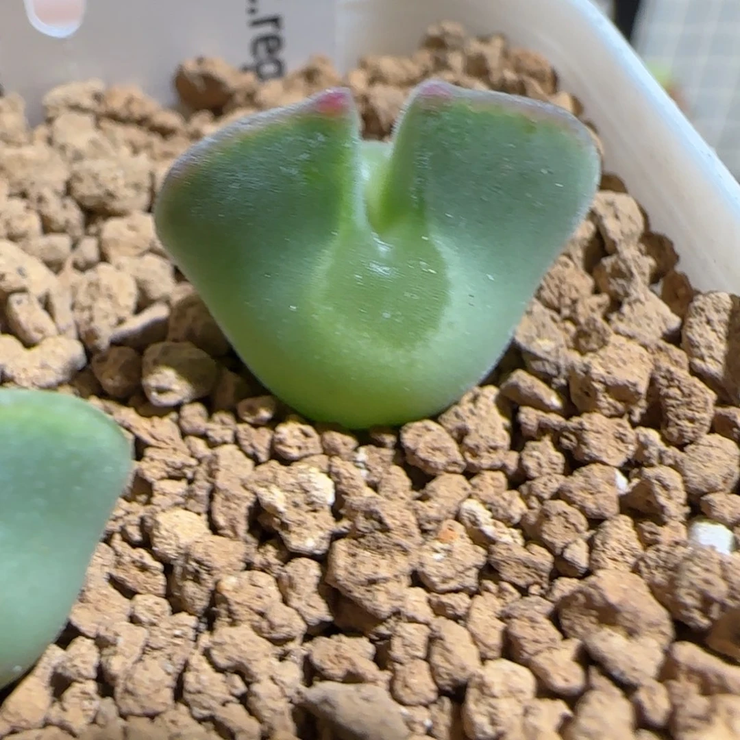 肉锥多肉植物组合-ap空蝉1401