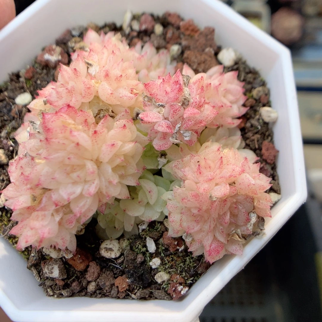 X81不整，20包邮两天凑单偏远不发货