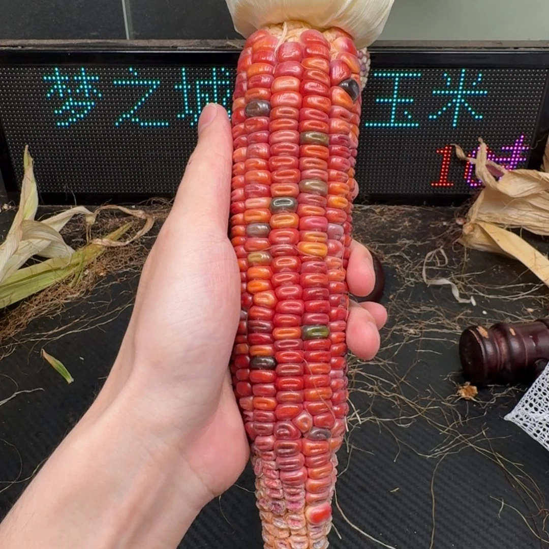 柏香籽/百香籽吊坠晴