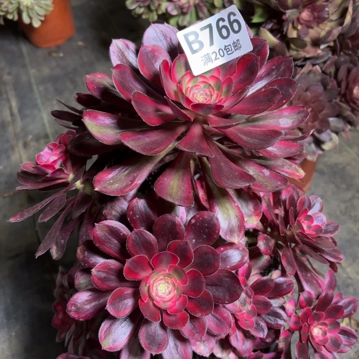 瑞妈一物一拍766