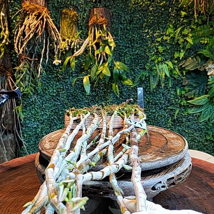 大****?171喇叭唇花花花花