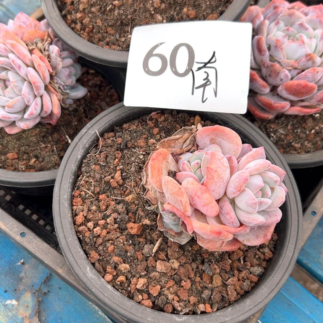 南*瑶601）好吃好吃好价