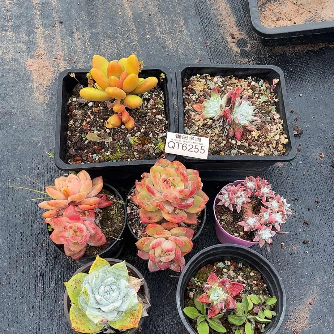 6255七颗一起小鹿多肉一物一拍