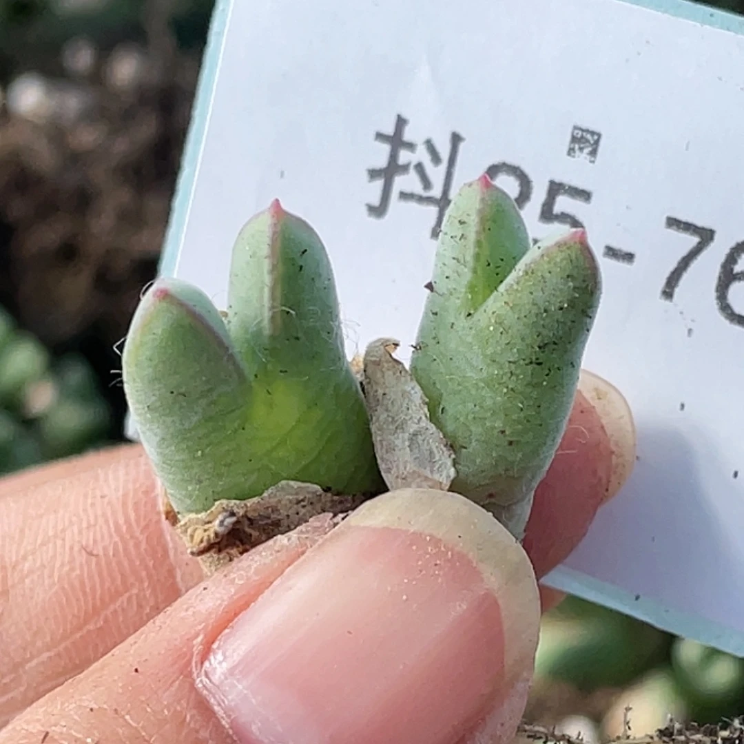 25-76猪蹄多肉植物