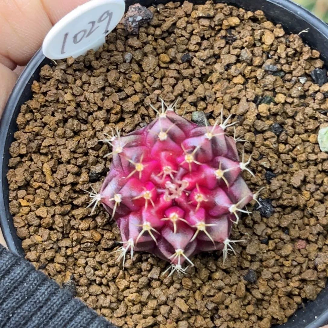 1029 带盆土发货福利