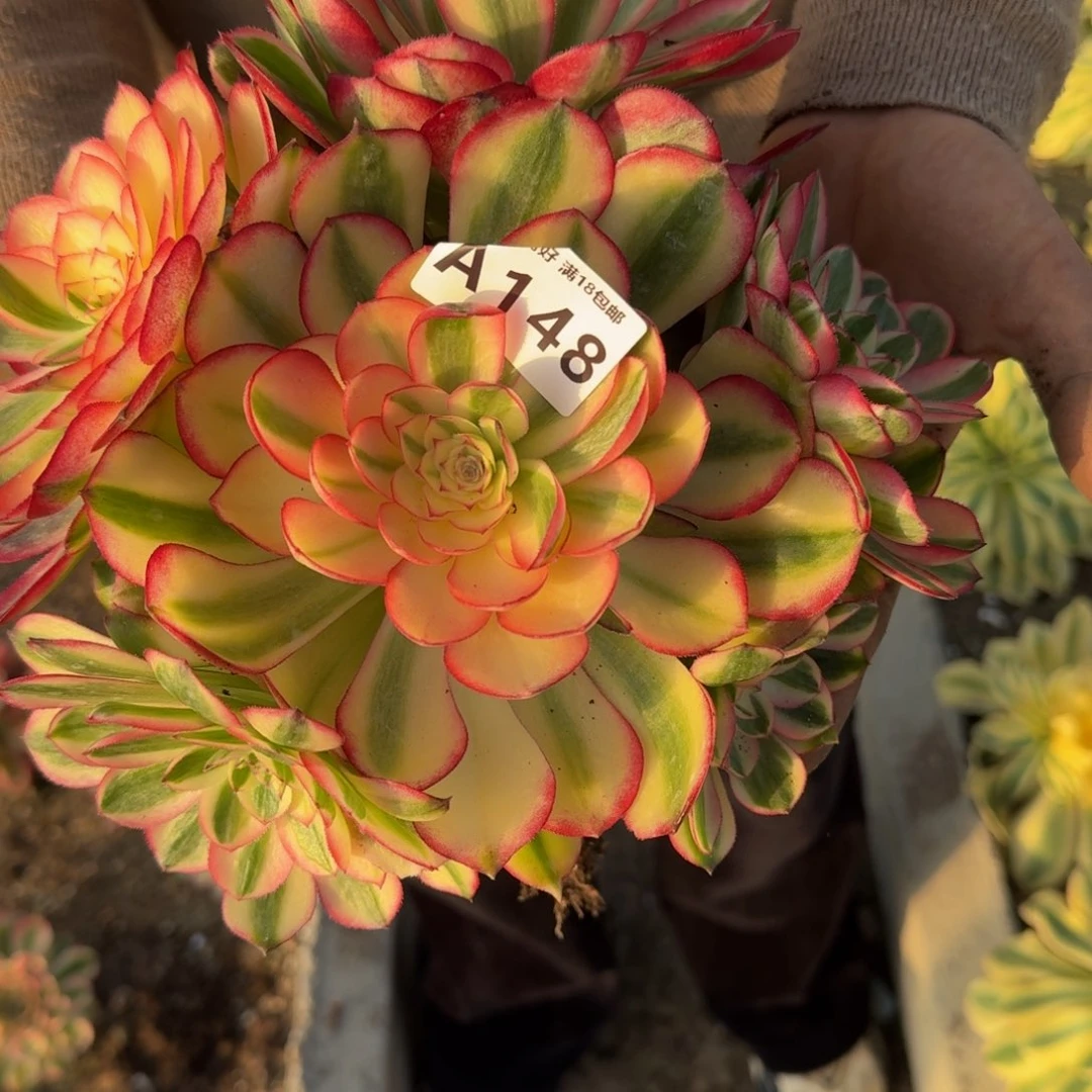 148荔枝。多肉植物