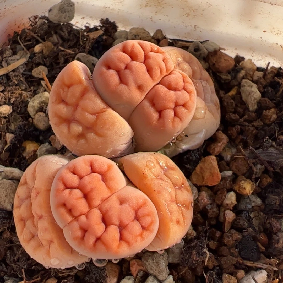 441多肉植物百科