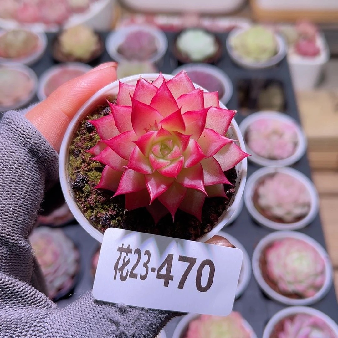 花23-470女王单头