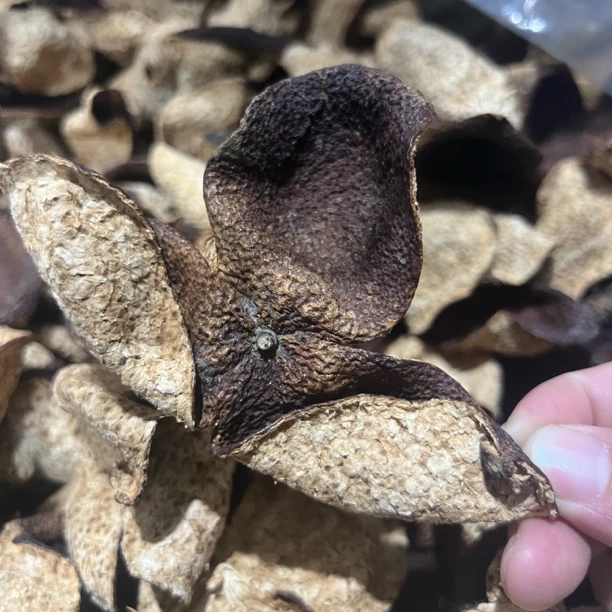 【2020西甲圈枝大红皮】稀缺产区 冰糖甜 糯香回甘