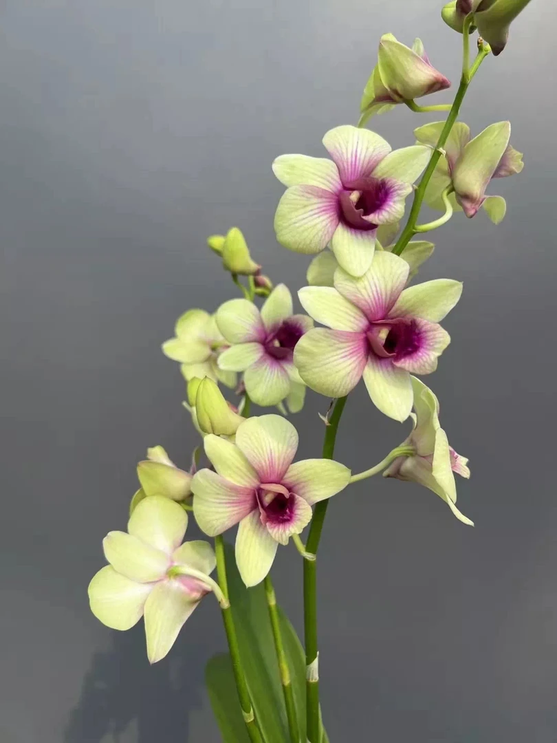 金碧秋石斛盆栽室内外阳台客厅奶黄色石斛花好养多年生庭院石斛兰