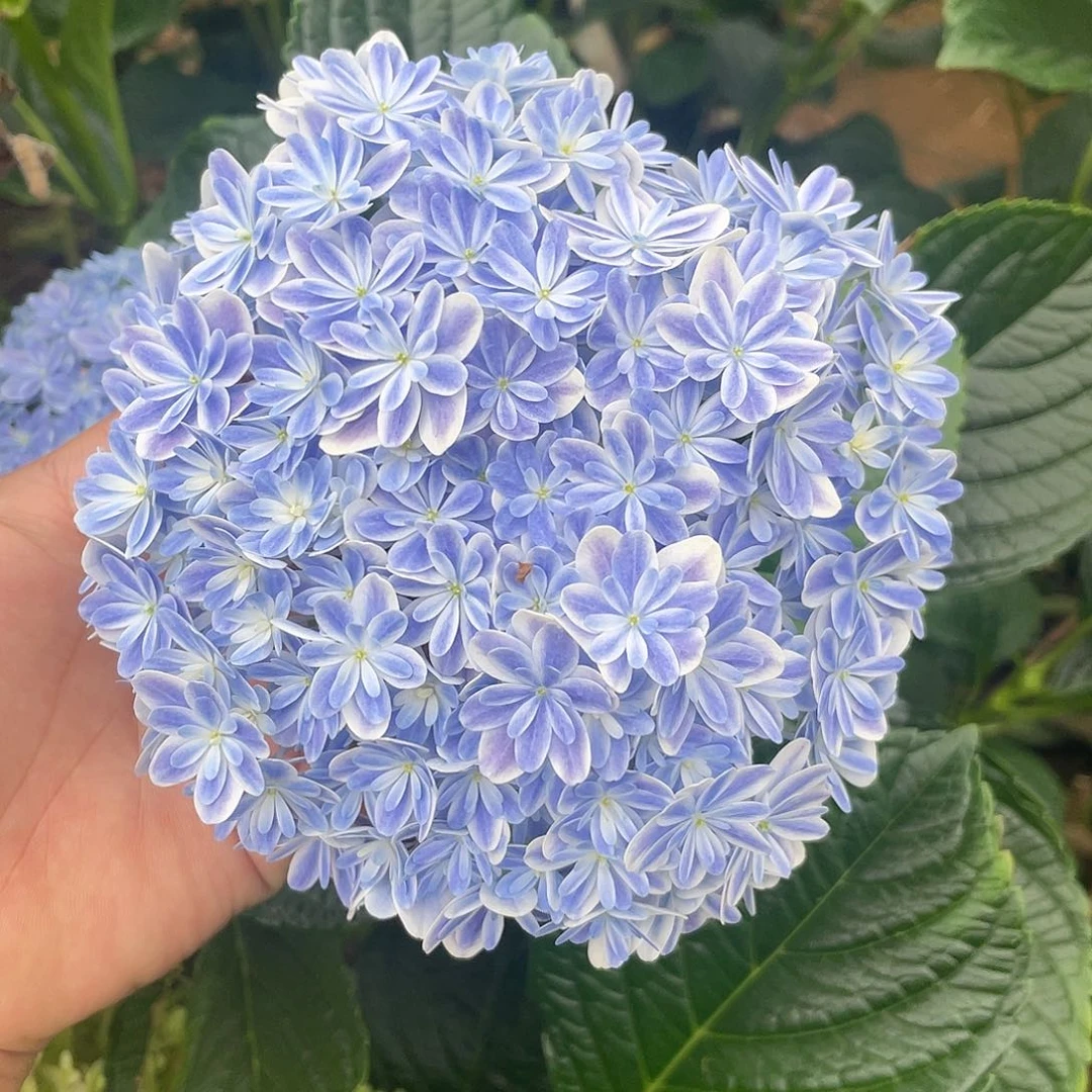 绣球切花一物一拍3枝起包邮，44