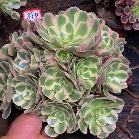七彩石老桩捧花830号