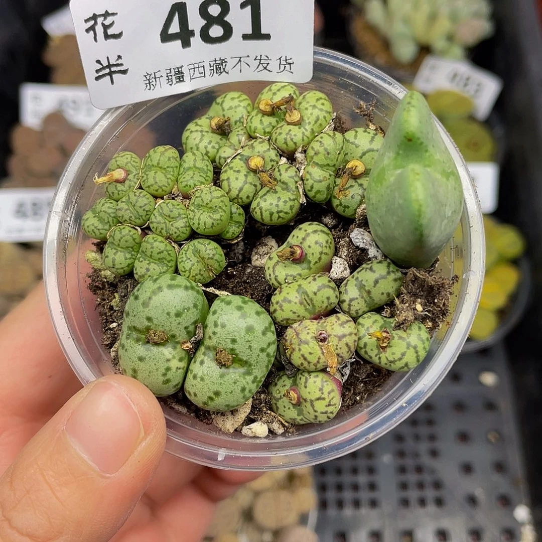 481000000花花花花花花花花花花花花