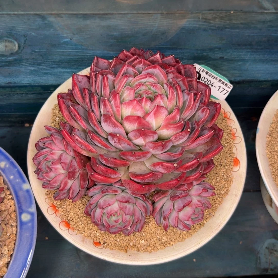 欠****柔多肉一物一拍0204-177