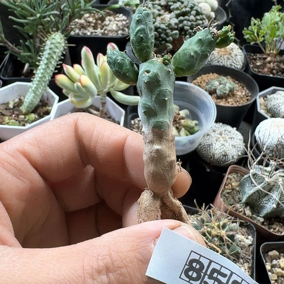 855鱼鳞宝大戟脱土发货