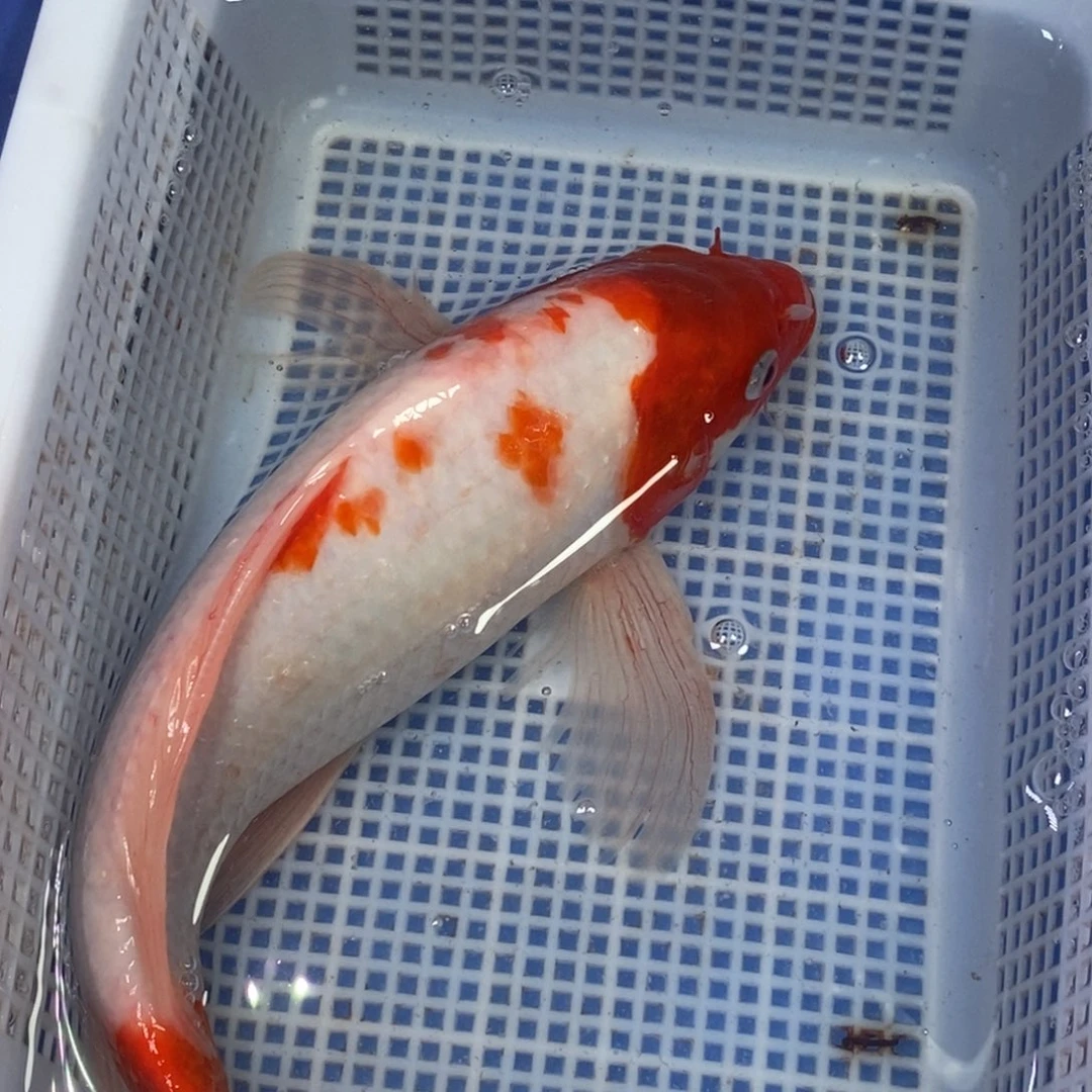 锦鲤冷水锦鲤包邮
