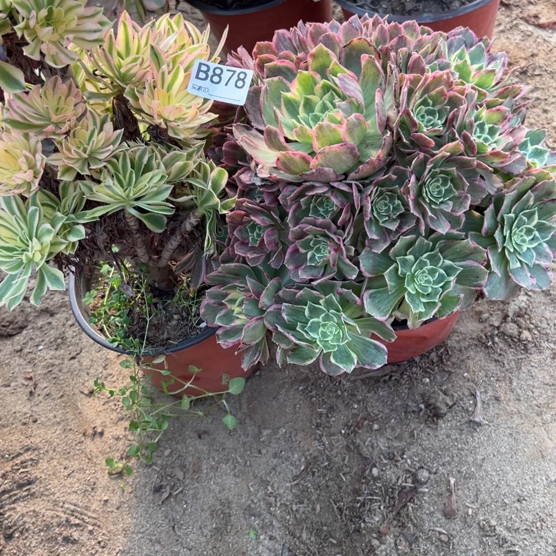 878两颗组合多肉植物法师