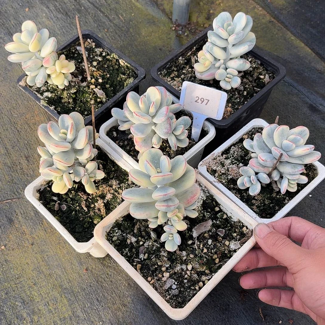 时***针乒乓福娘锦123456789101112
