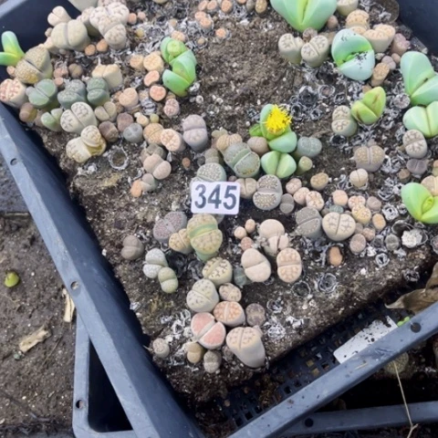 345生石花一物一图如图