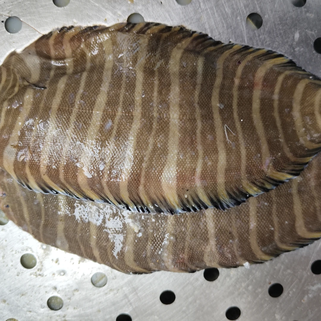 花手娟，牛舌鱼5斤