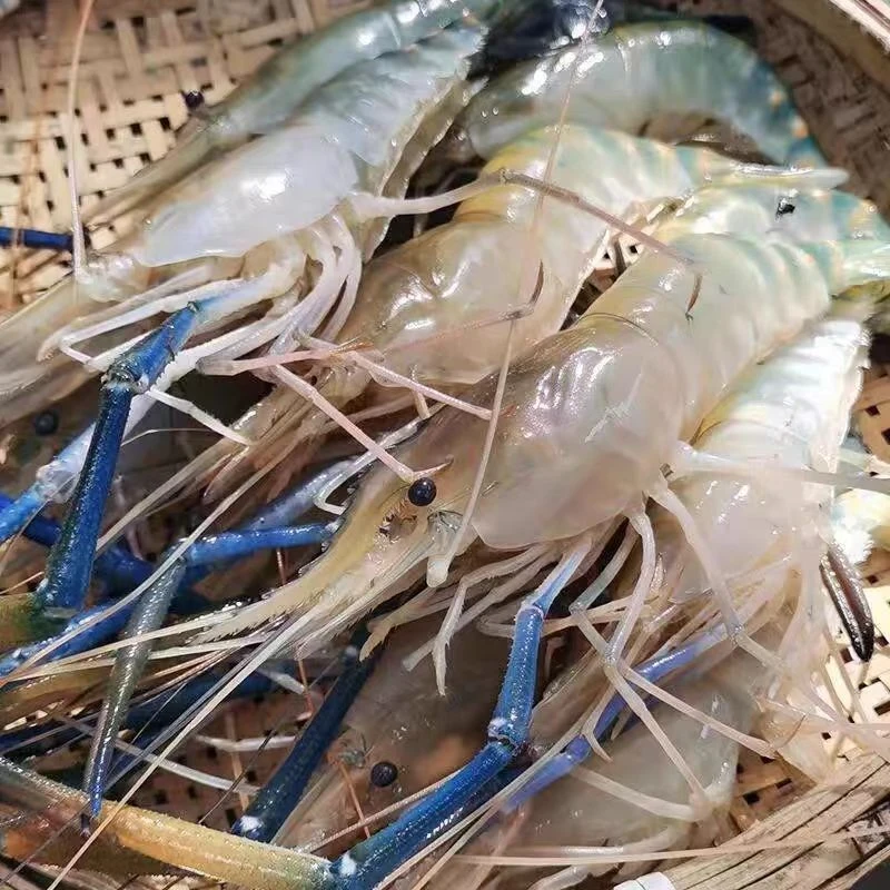 罗氏虾约（活）500g一份