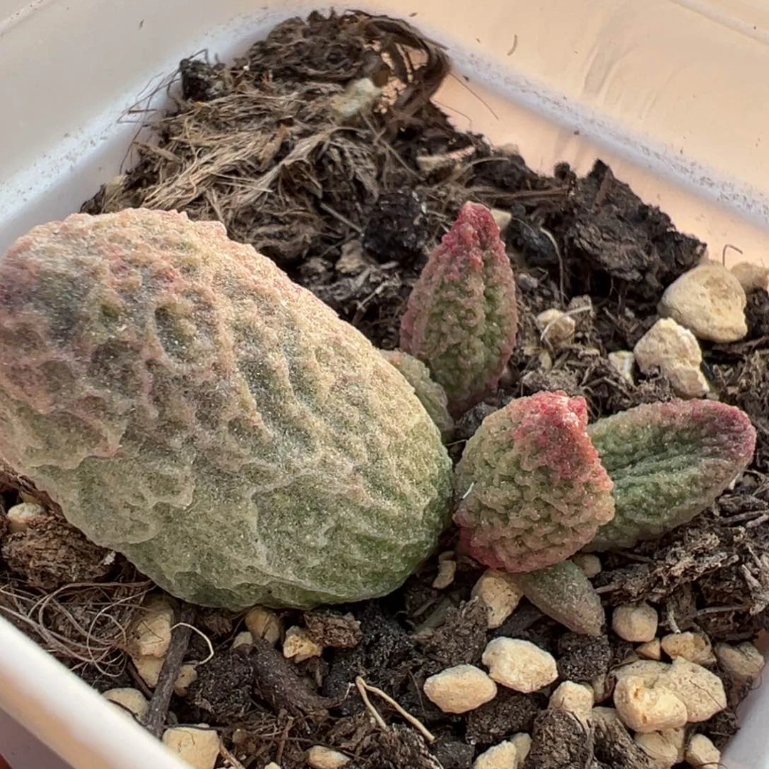 实生底叶苗纹路款多肉植物