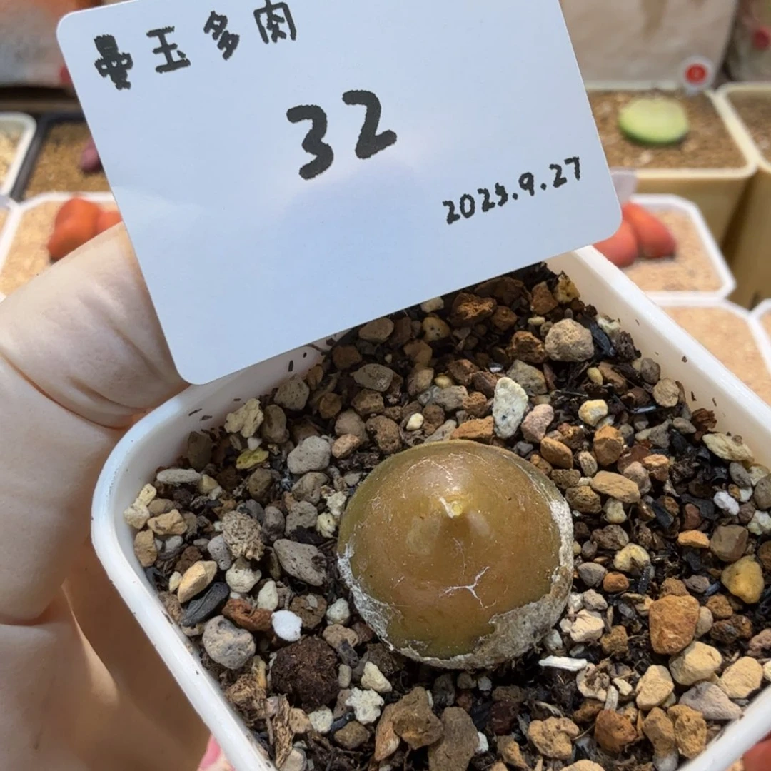 多肉多肉多肉9.27-032