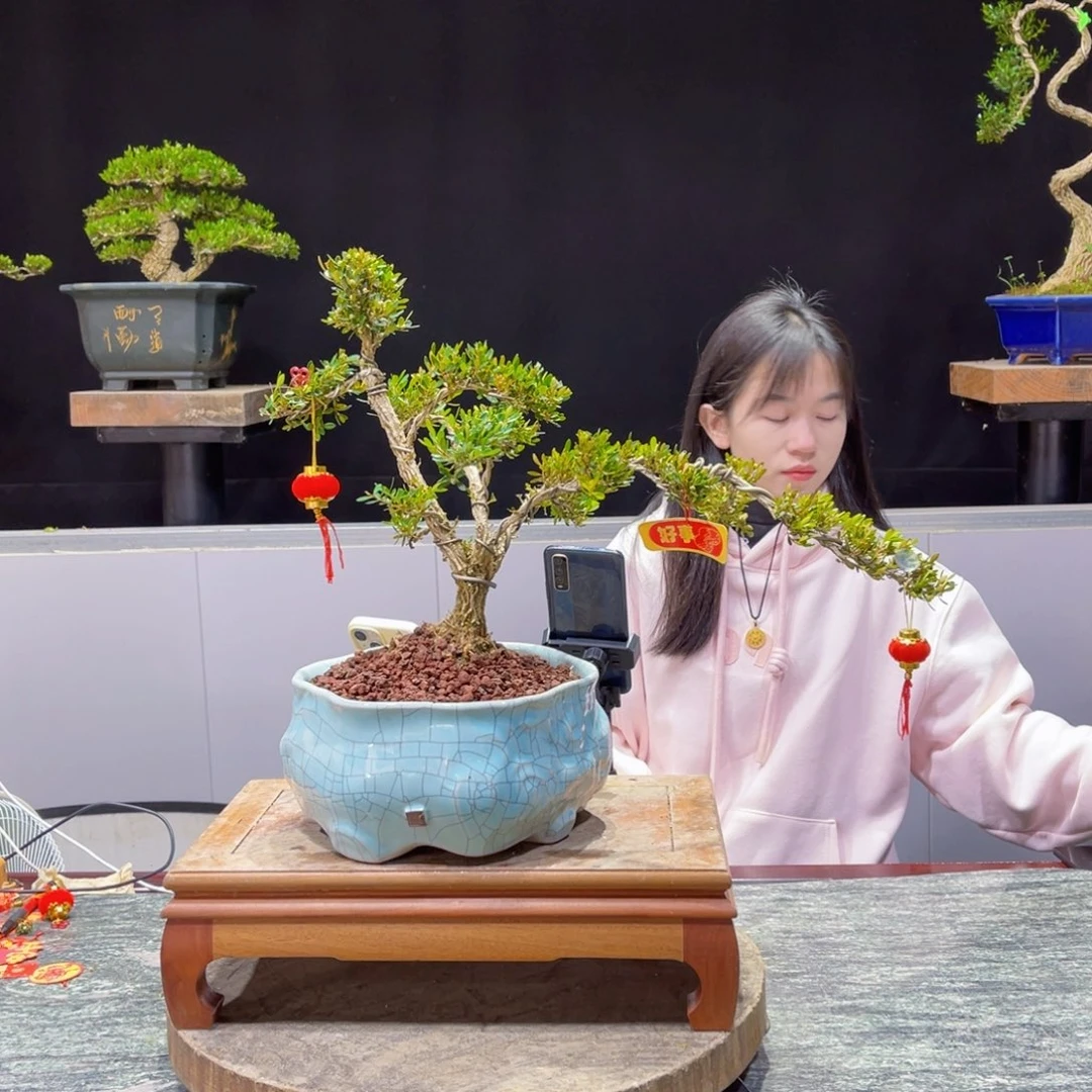 四季常青老桩黄杨盆景