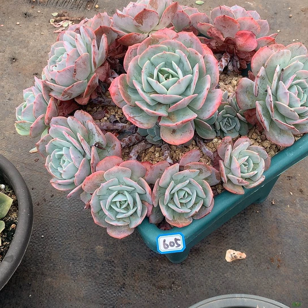 605台阁一物一拍多肉