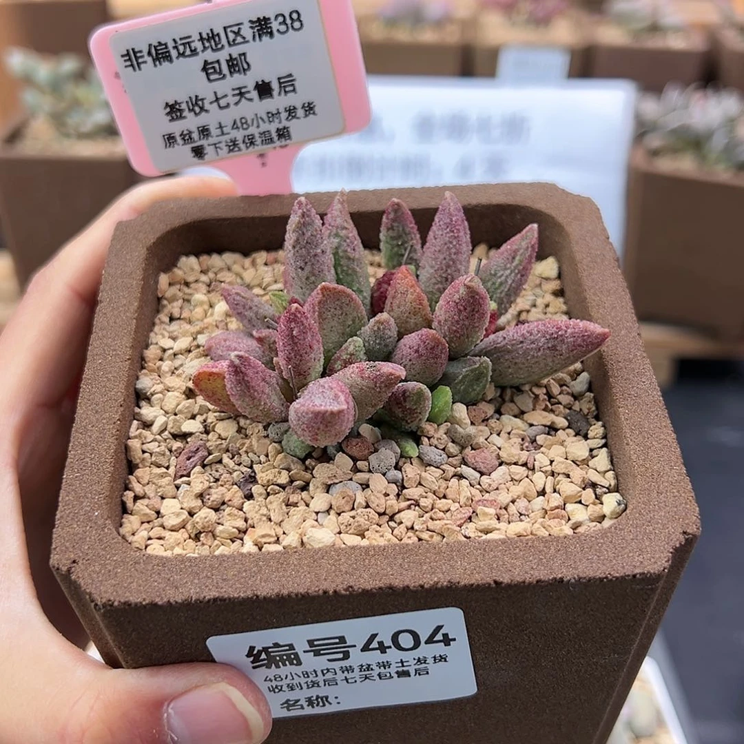 昨****来404七彩哈莫杂多肉