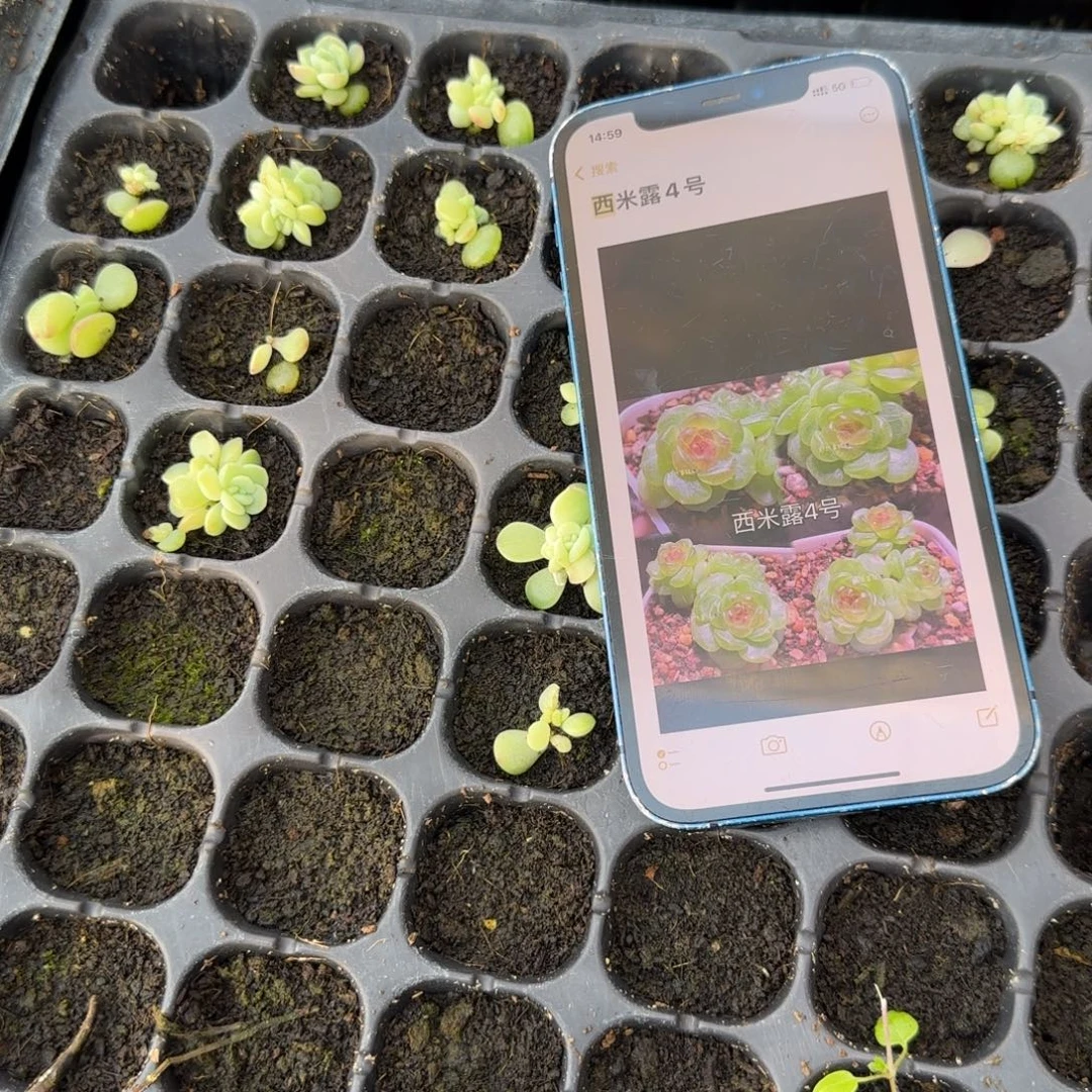 西米露4 号穴1个满25包邮