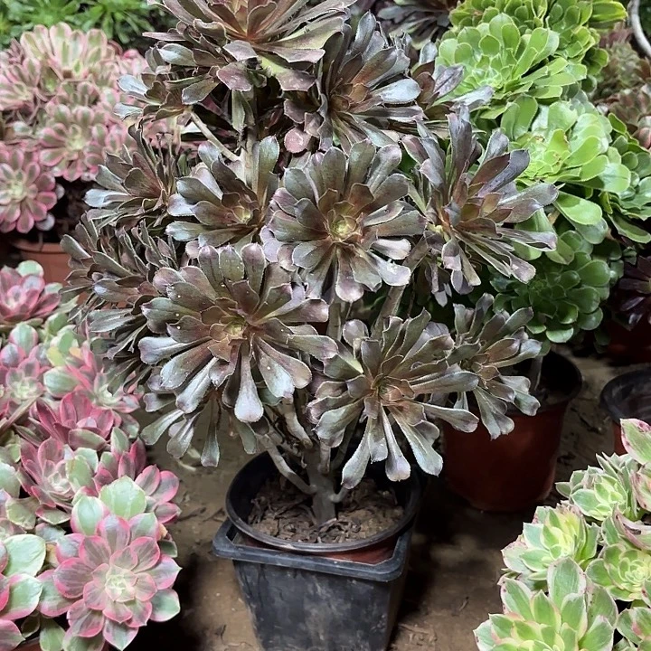 多肉植物法师灰法04