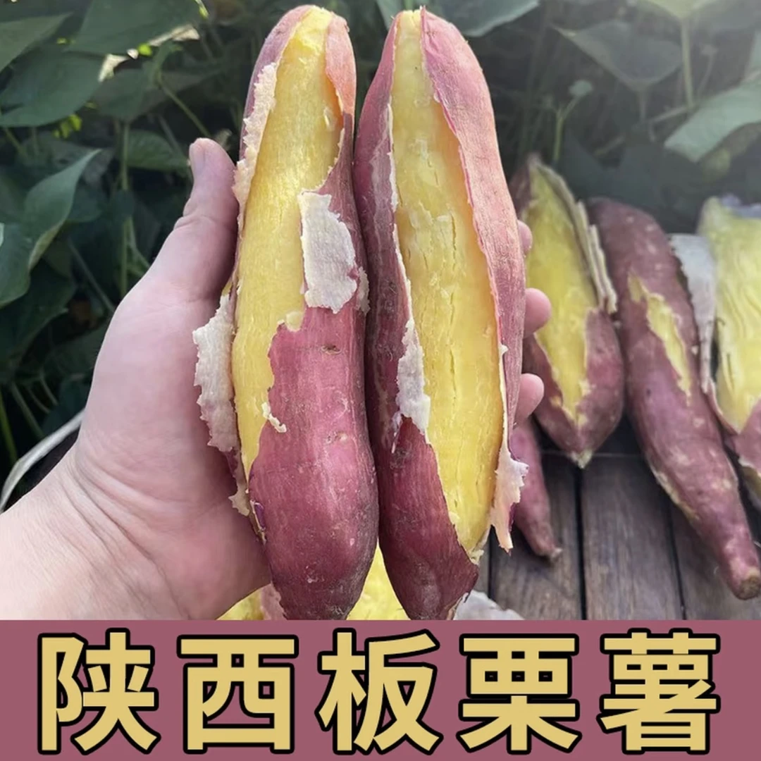 陕西大荔新鲜板栗红薯粉糯甘甜沙地现挖粗粮板栗红薯