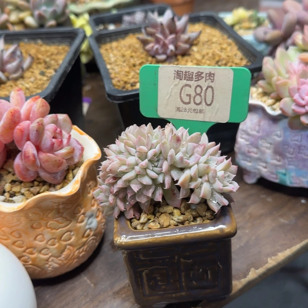 ?**?多肉植物11111111111
