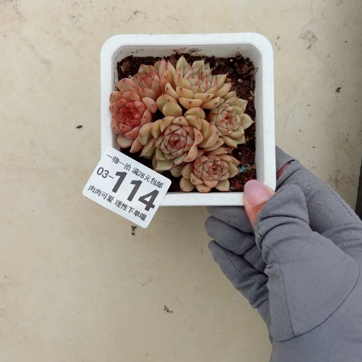 笨吧多肉无盆土发货