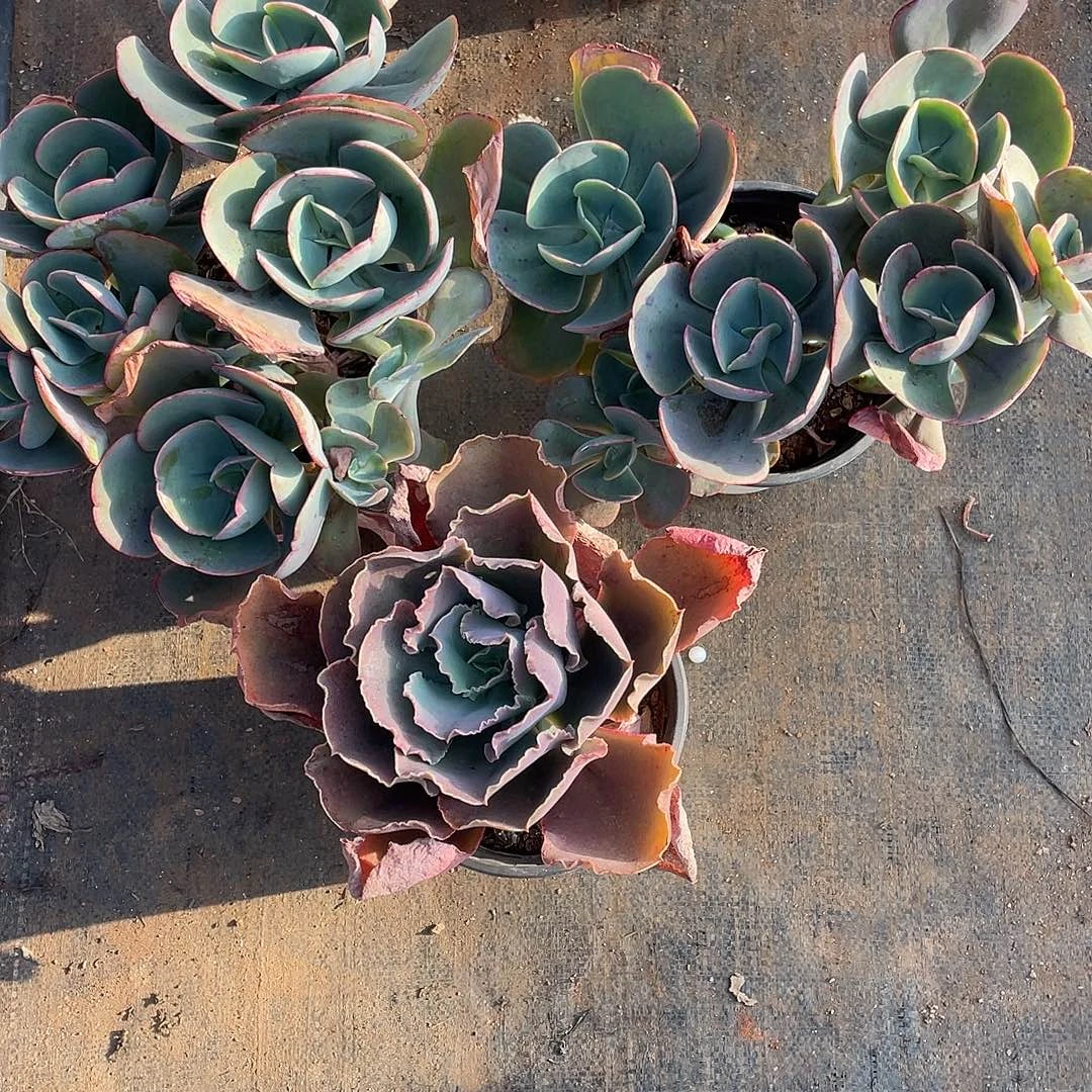 韦***7 9号包菜系列带赠品3棵