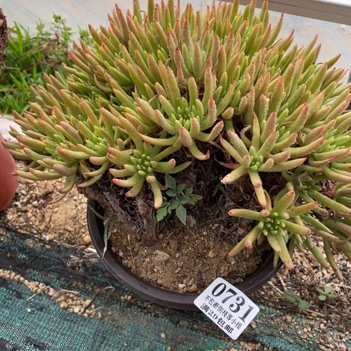 731号维思辛达多肉植物