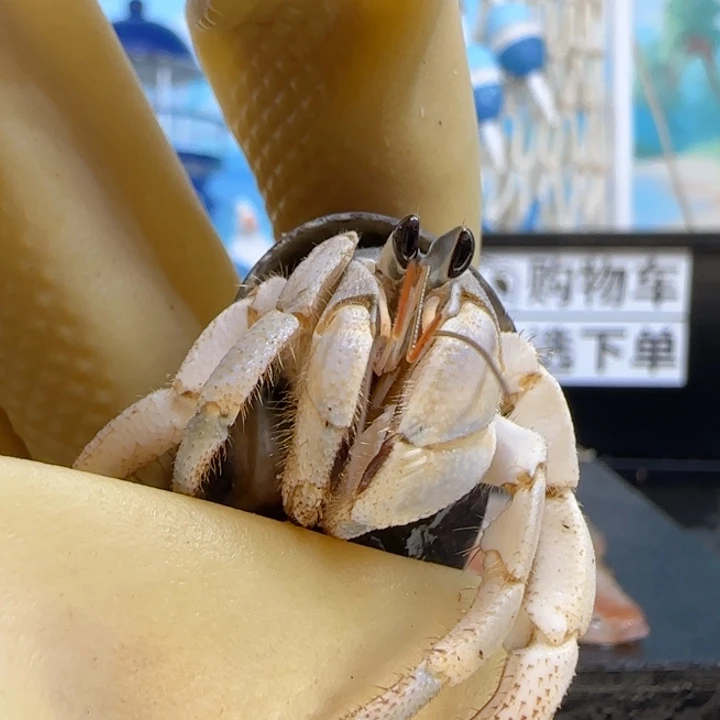 A32胖 灰白1.4cm口径