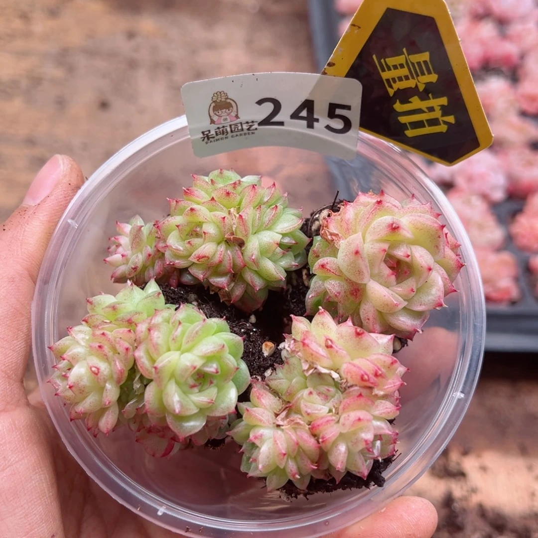 多肉植物多肉植物