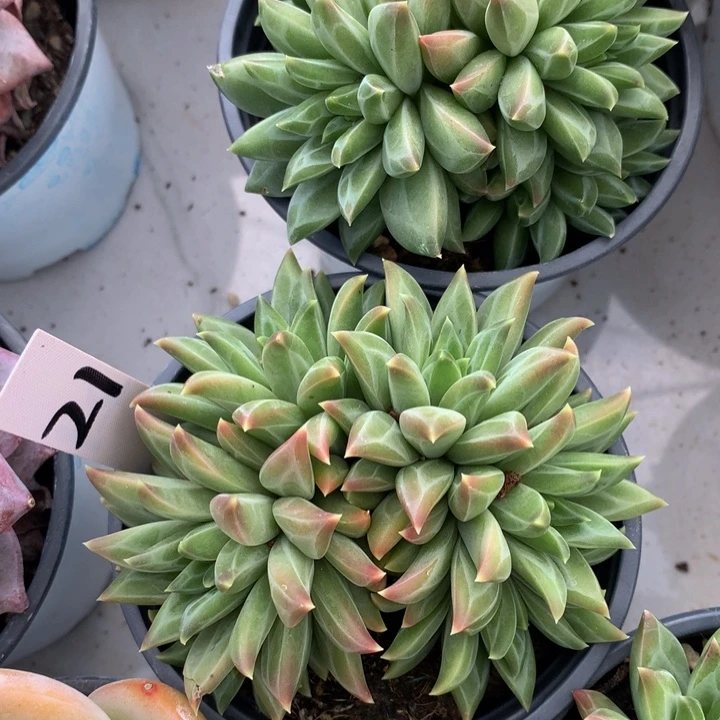 毒哦哦自己嗯呢727272737