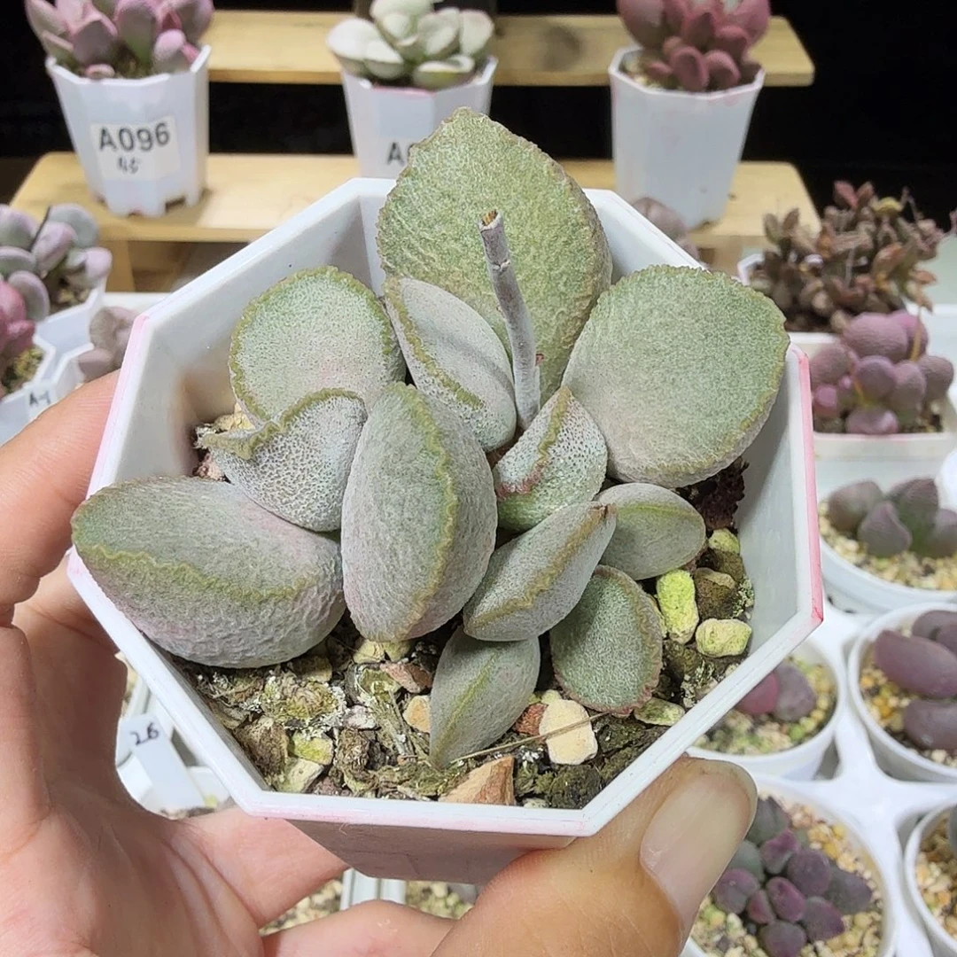 风***蝶900号水泡多肉植物