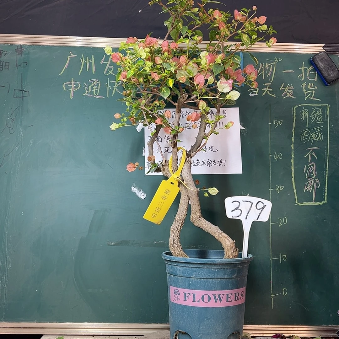 完全开放高90CM 金心橙白 原生树头 379