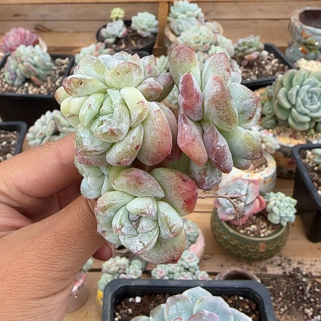 陈***陈陈陈专拍冰玉石化群群